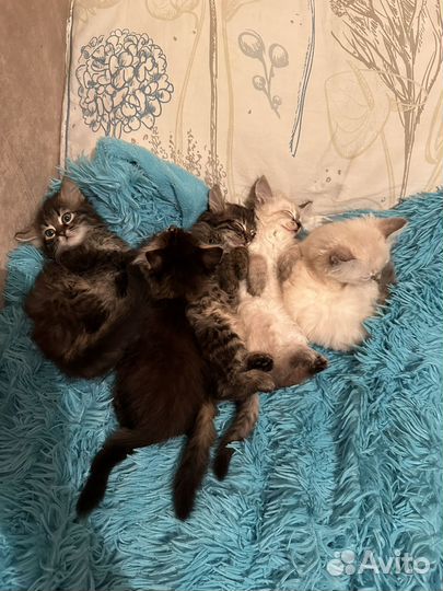 Котята смесь