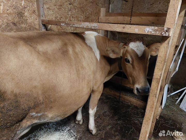 Джерсейская корова