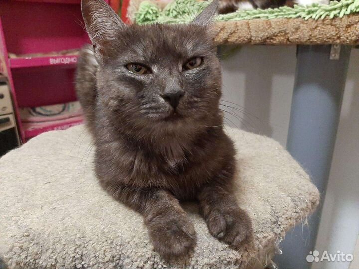 Кошка Лейла, стерильная