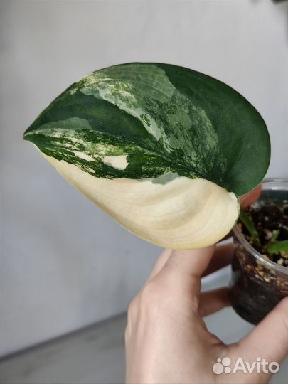 Сциндапсусы и др. ароидные