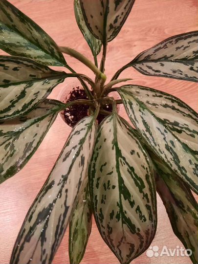 Аглаонемы:Мадонна,Король сиам