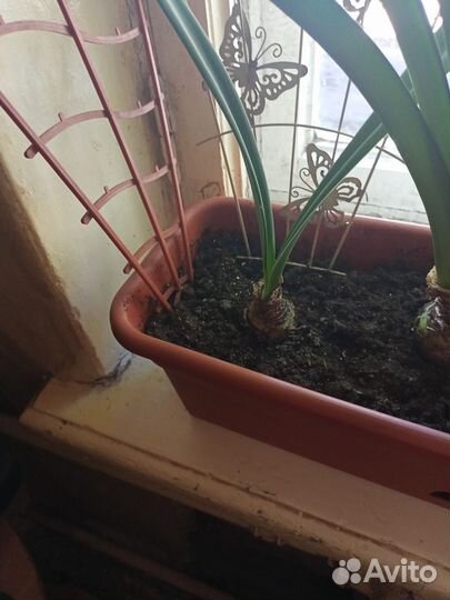 Комнатные цветы