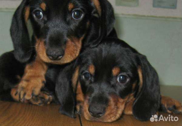 Таксы и другие породы