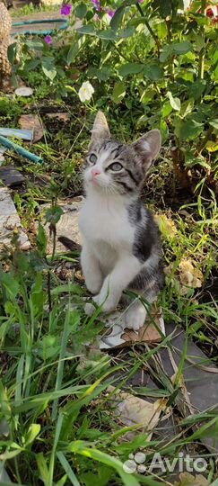 Котики бесплатно в добрые руки