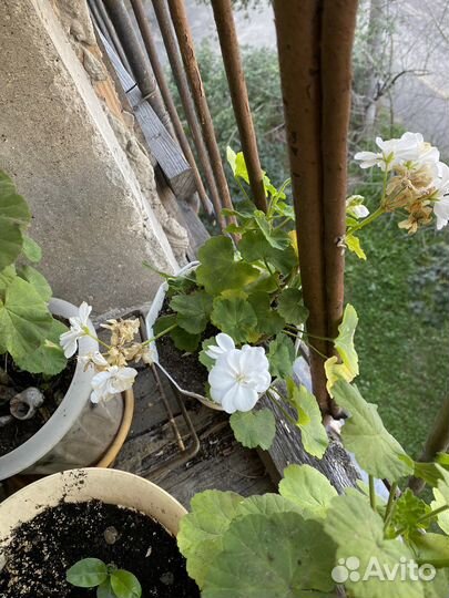 Герань пеларгония