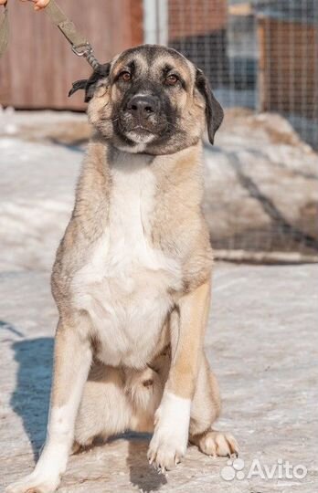 Очень красивый мальчик в добрые руки