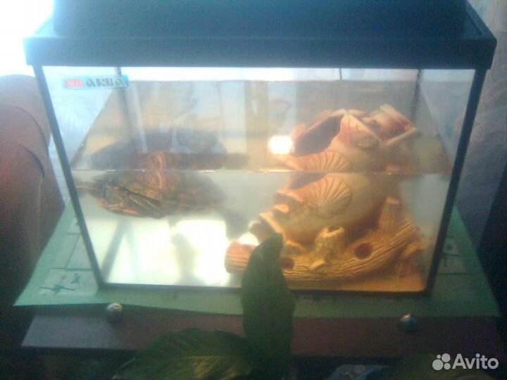 Красноухая черепаха