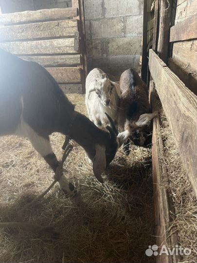 Коза с козлятами