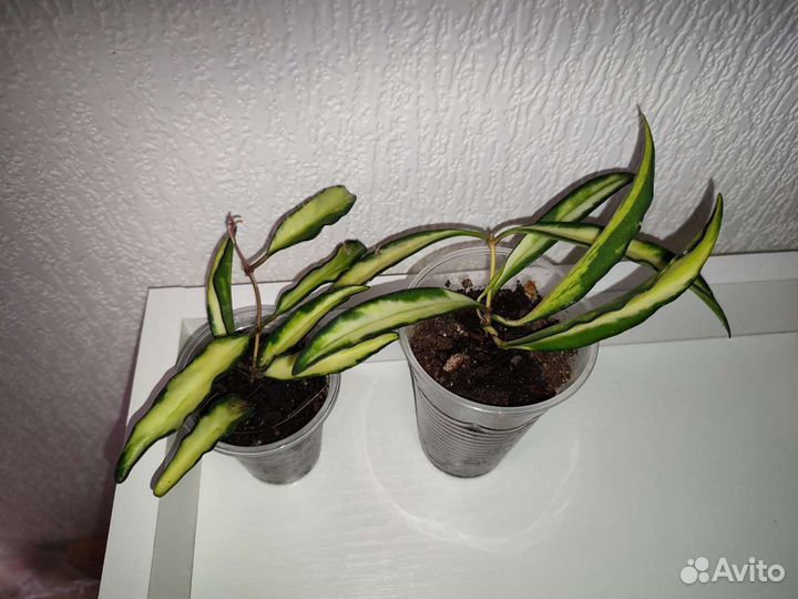 Хойя вайети триколор