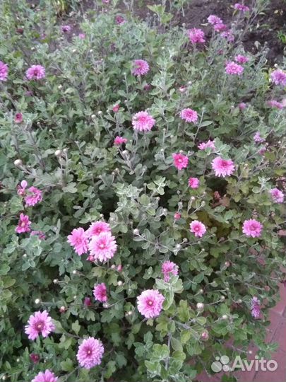 Хризантемы кустовые