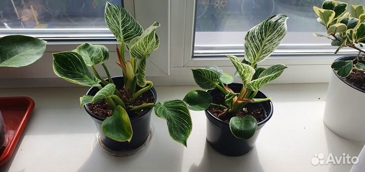 Филодендрон биркин