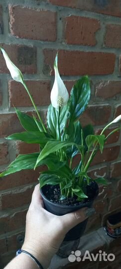 Спатифиллум в продаже