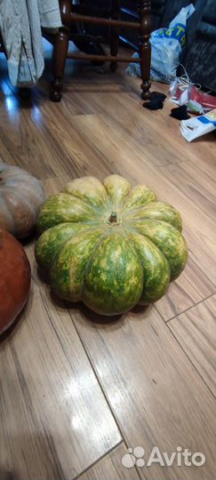 Тыква мускатная прованская и тыква керлинг