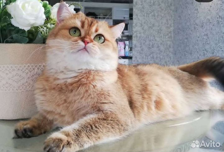 Кошечка золотая Хлоя