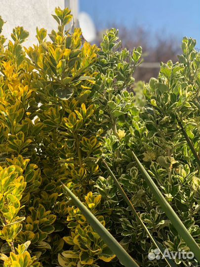 Растения для дачи