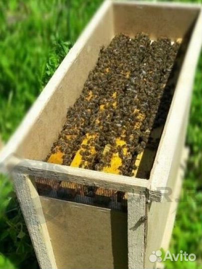 Пчелопакеты