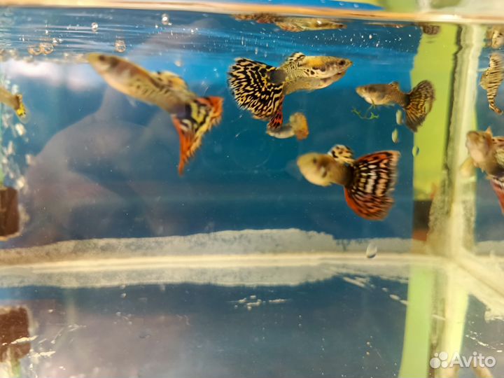 Аквариумные рыбки гуппи
