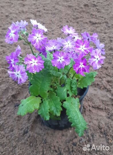 Растения для ландшафтного дизайна