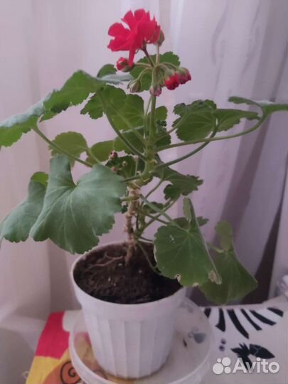 Пеларгония герань сортовая