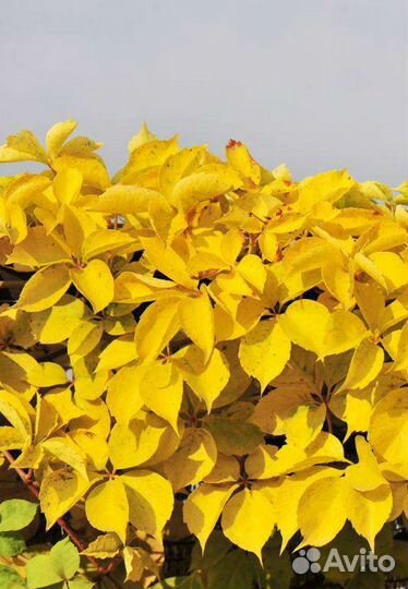 Виноград Девичий, Стар Шауэр, Амурский