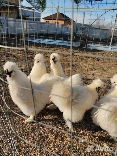 Петух китайский шелковый