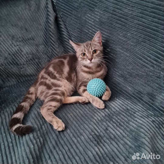 Кошка шотландская прямоухая