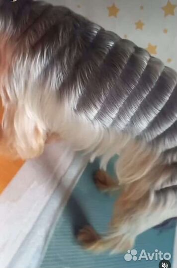 Груминг собак и кошек