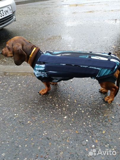 Корсет, бандаж, шейный корсет для собак и кошек