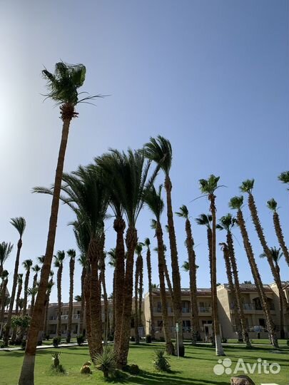 Горящий тур в Египет