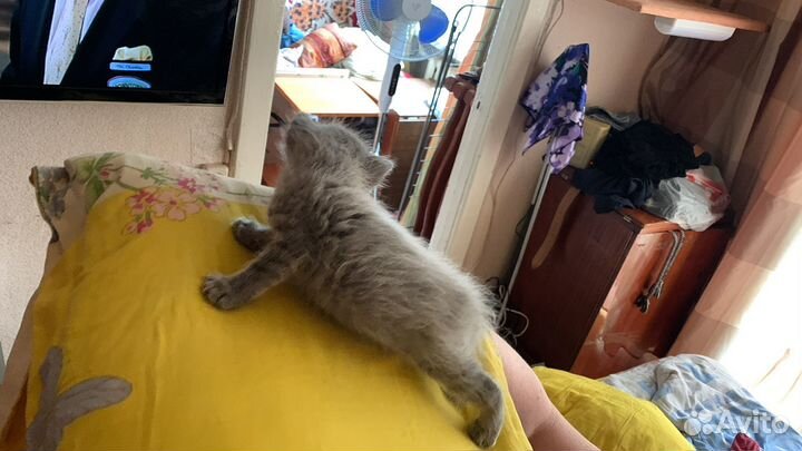 Котята 1 месяц племенные