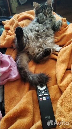 Отдам кошечку и котика в добрые руки