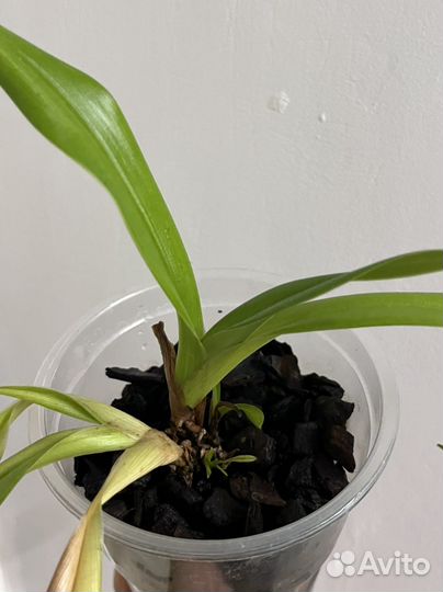 Цветущая орхидея 