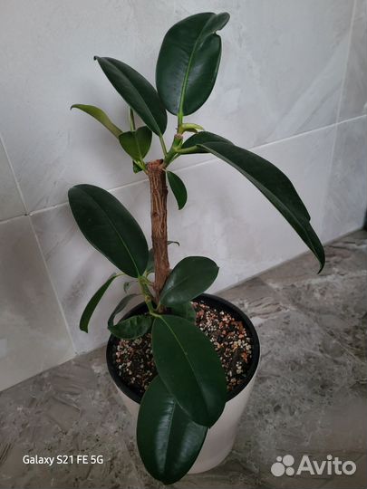 Фикус каучуконосный