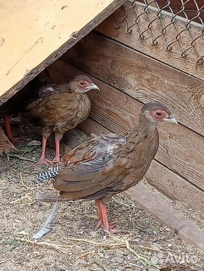 Фазанята серебряные