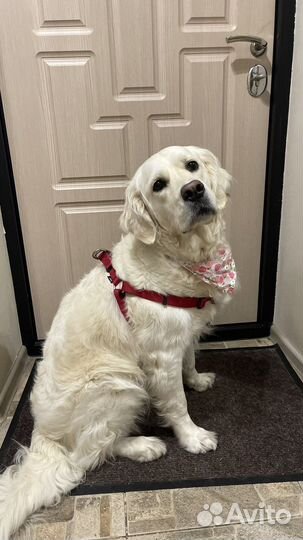 Шлейка для собаки