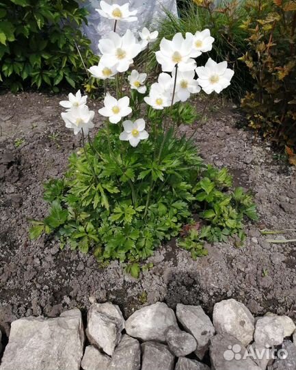 Жасмин махровый. Анемона