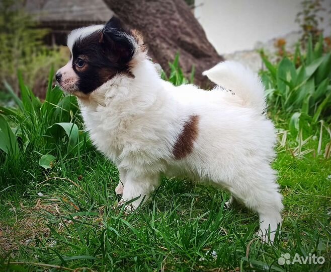 Щенки папийона