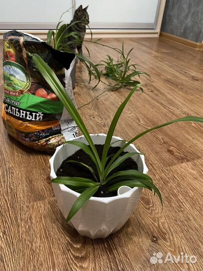 Хлорофитум