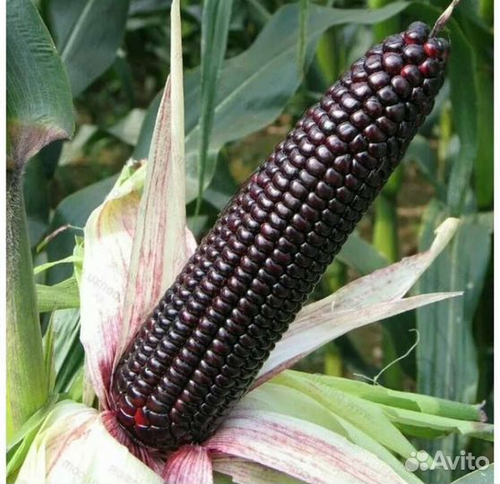 Кукуруза