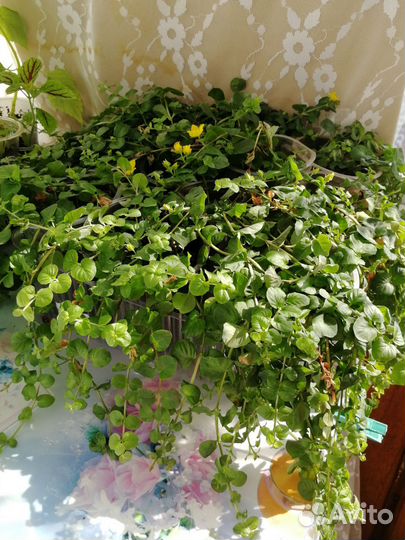 Растение для альпийской горки Очиток седум