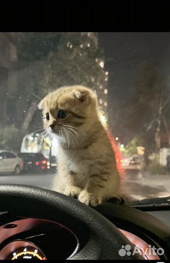 Золотая шиншилла