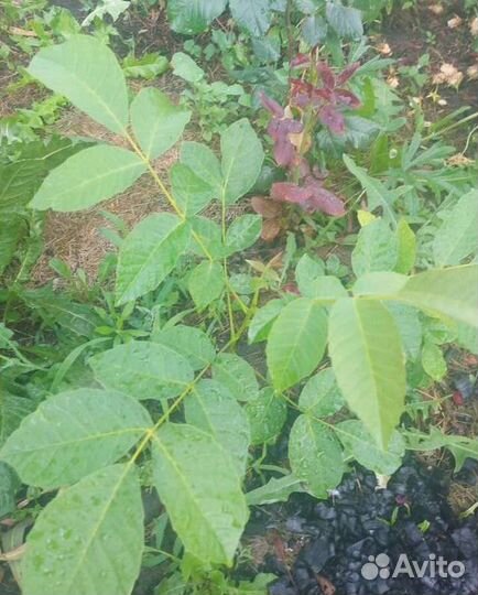 Грецкий орех саженцы