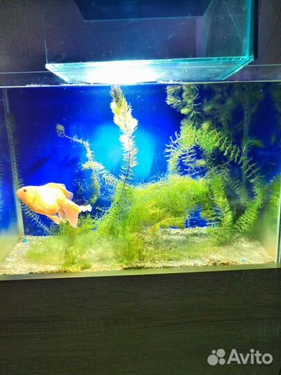 Аквариум