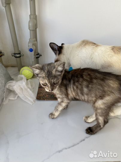 Котенок в дар бесплатно