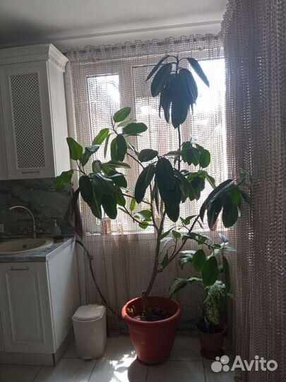 Продать цветок