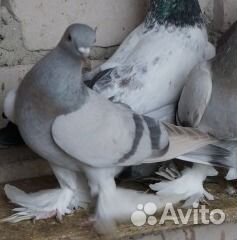 Голуби для души