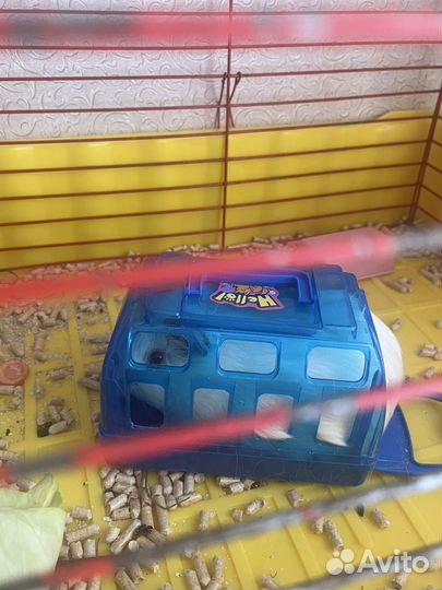 Морская свинка с клеткой