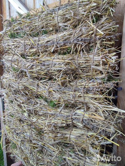 Запарка для бани