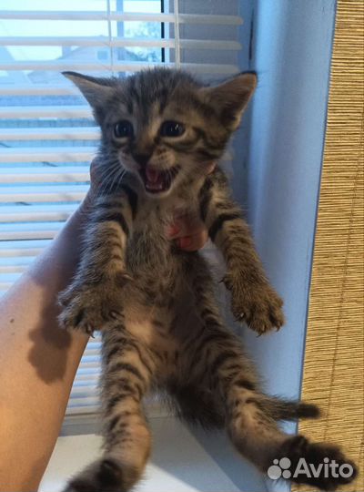 Кошка в дар бесплатно