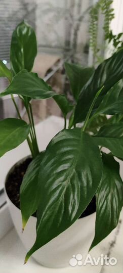 Цветы комнатные драцена папоротник замиокулькас